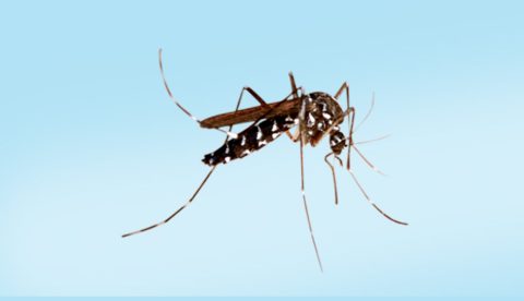 dengue